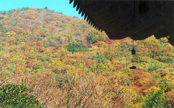 선암사에서 바라본 조계산. 